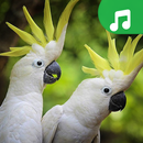 Birds Sounds & Ringtone APK