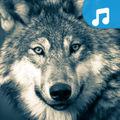 Wolf Ringtone