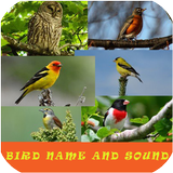 Bird Name And Sound ikon