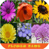 Learn Flower Name Zeichen