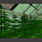 Weed 3D Live Wallpaper icono
