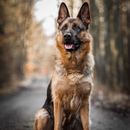 German Shepherd HD Wallpapers APK