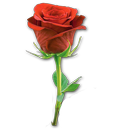 Bicara Tauhid Sufi APK