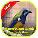 Master Kicau Cucak Cungkok Gacor APK