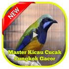 Master Kicau Cucak Cungkok icône