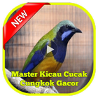 Master Kicau Cucak Cungkok アイコン