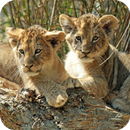 Cub HD wallpaper APK