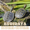 Budidaya Kura-Kura APK