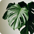 Fondo de pantalla de Monstera - HD 4K APK