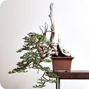 Fondo de pantalla de árbol bonsai HD APK