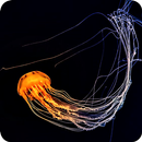 Fondo de pantalla de medusas 3D en vivo APK