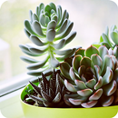 Fonds d'écran succulents - HD 4K APK