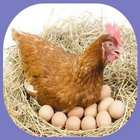 蛋鸡养殖 图标