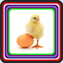 cultivation of laying hens APK