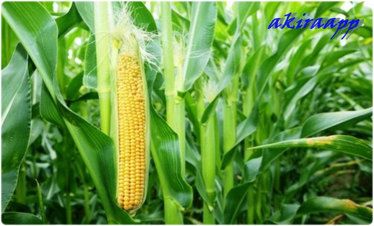 Corn note. Данубио кукуруза. Пленчатая кукуруза. Кукуруза сахарная растение. Кукуруза в Южной Америке.