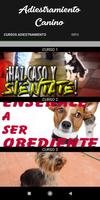 Curso Adiestramiento Canino Gratis Affiche