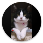 Desain Mentahan Custom Case Cat icône