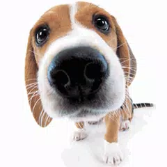 Cute Dog Sniffs Live Wallpaper APK download