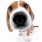 Cute Dog Sniffs Live Wallpaper icône