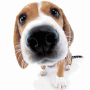 Cute Dog Sniffs Live Wallpaper APK