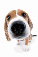 Cute Dog Sniffs Live Wallpaper Affiche