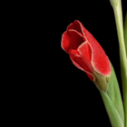 Animated Red Flower Live Wallp simgesi