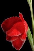 Animated Red Flower Live Wallp скриншот 2