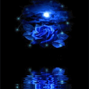 Blue Rose Reflected In Water L APK