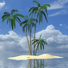 Palm In Tropical Island Live W icône