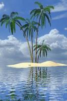 Palm In Tropical Island Live W Affiche