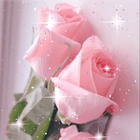 Pretty Pink Roses Live Wallpap أيقونة