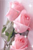 Pretty Pink Roses Live Wallpap پوسٹر