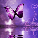 Purple Butterfly Reflected In APK