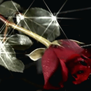 APK Rose Falling Live Wallpaper