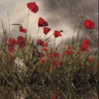 Rain On Poppies Live Wallpaper icon