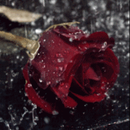 Rain On Red Rose Live Wallpape APK