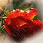 Red Rose Under Rain Live Wallp icône