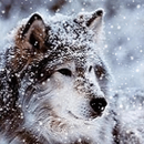 APK Wonderful Wolf Live Wallpaper