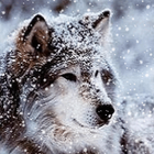 Wonderful Wolf Live Wallpaper icône