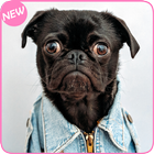 آیکون‌ Cute Puppy Wallpaper: Cute Doggy, Shih Tzu, Beagle
