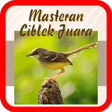 Masteran Kicau Ciblek Juara icon