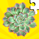 Succulent Plants Jigsaw Puzzle APK