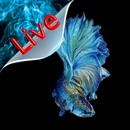 Live Wallpaper Fish APK