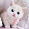 Cute Cat Wallpaper