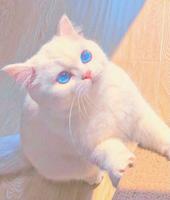 cute cat wallpaper hd screenshot 2