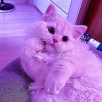 cute cat wallpaper hd screenshot 3
