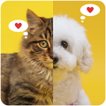 Cute Cat and Dog Wallpapers HD
