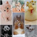 Papéis de parede de animais APK