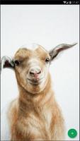 Cute Goat Wallpaper poster
