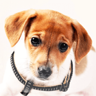 Cute Dogs Live Wallpaper icon